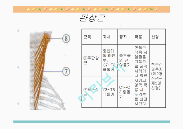 [의학,약학][해부생리] 척추를 움직이는 근육들.ppt